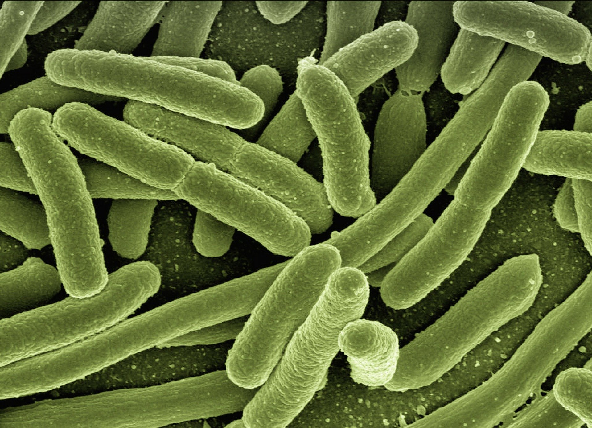 Good Bacteria And Bad Bacteria